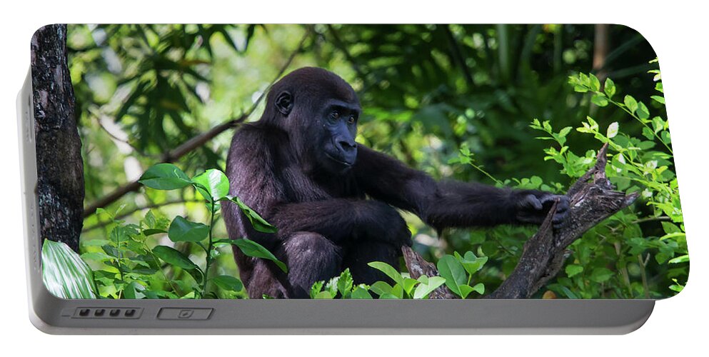 Nature Portable Battery Charger featuring the photograph Young Gorilla by Arthur Dodd