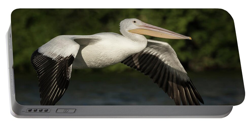 American White Pelican Portable Battery Charger featuring the photograph Young Pelican 2016-1 by Thomas Young