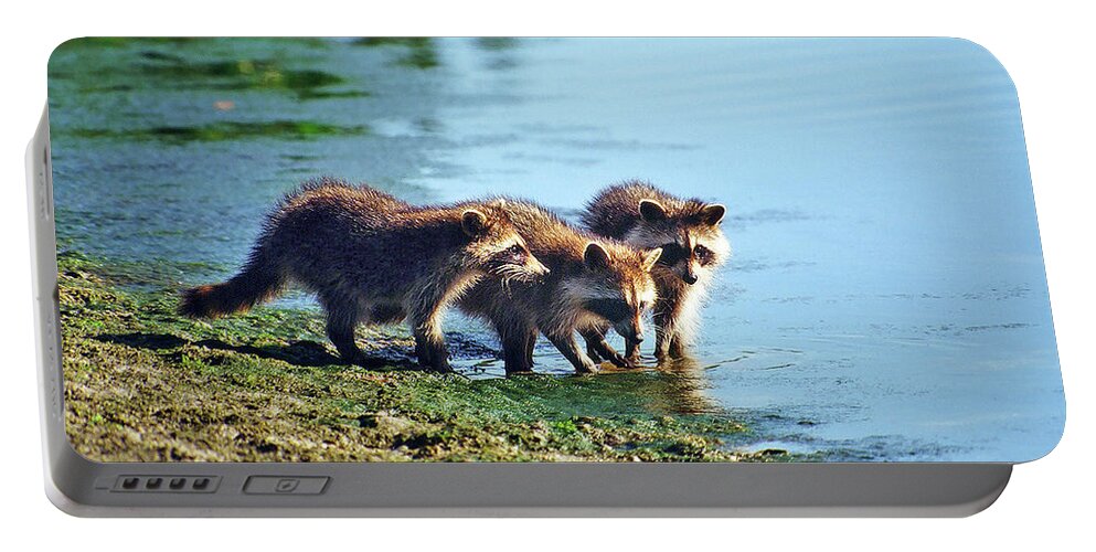 Raccoon Portable Battery Charger featuring the photograph Young Raccoons by Ted Keller
