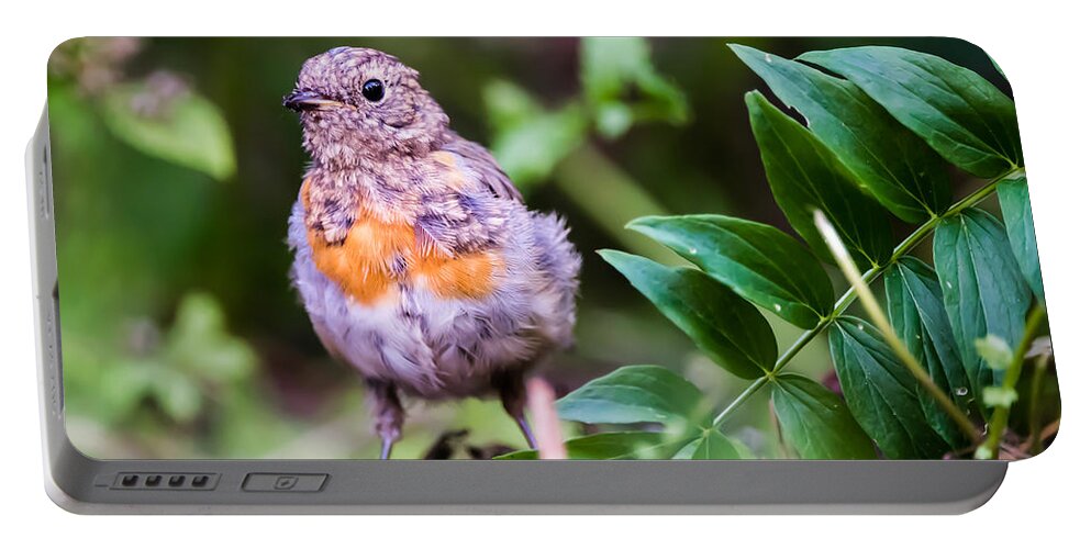Robin Portable Battery Charger featuring the photograph Young Robin by Torbjorn Swenelius