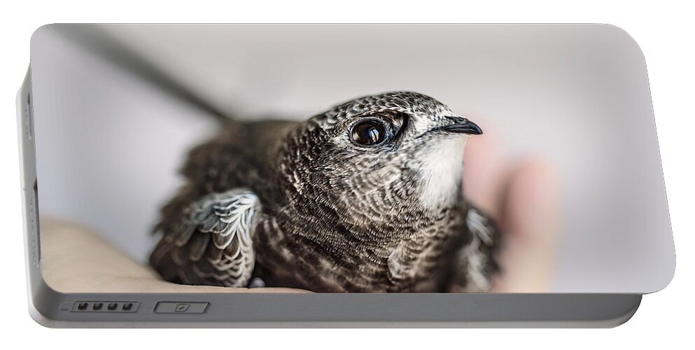Swift Portable Battery Charger featuring the photograph Young Swift by Nailia Schwarz