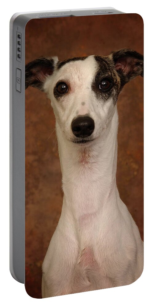 Whippet Portable Battery Charger featuring the photograph Young Whippet by Greg and Chrystal Mimbs