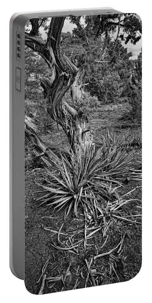 Yucca Portable Battery Charger featuring the photograph Yucca In Juniper Forest by Ron Weathers