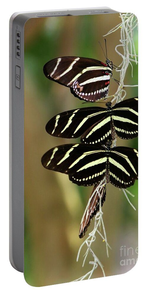 Zebra Portable Battery Charger featuring the photograph Zebra Butterflies Hanging On by Sabrina L Ryan