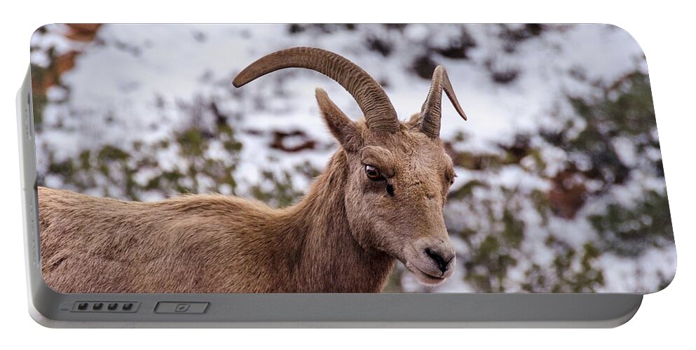 Bighorn Portable Battery Charger featuring the photograph Zion Bighorn Sheep close-up by Gaelyn Olmsted