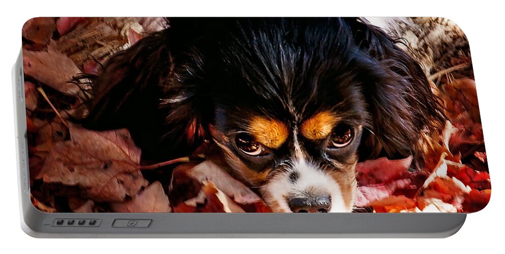 Tri Colored Cavalier King Chalres Spaniel Portable Battery Charger featuring the photograph Zoey - Look Into My Eyes by Gwen Gibson