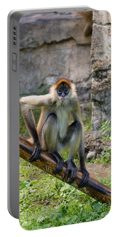 Audubon Portable Battery Charger featuring the photograph Zoo Monkey by Allan Morrison