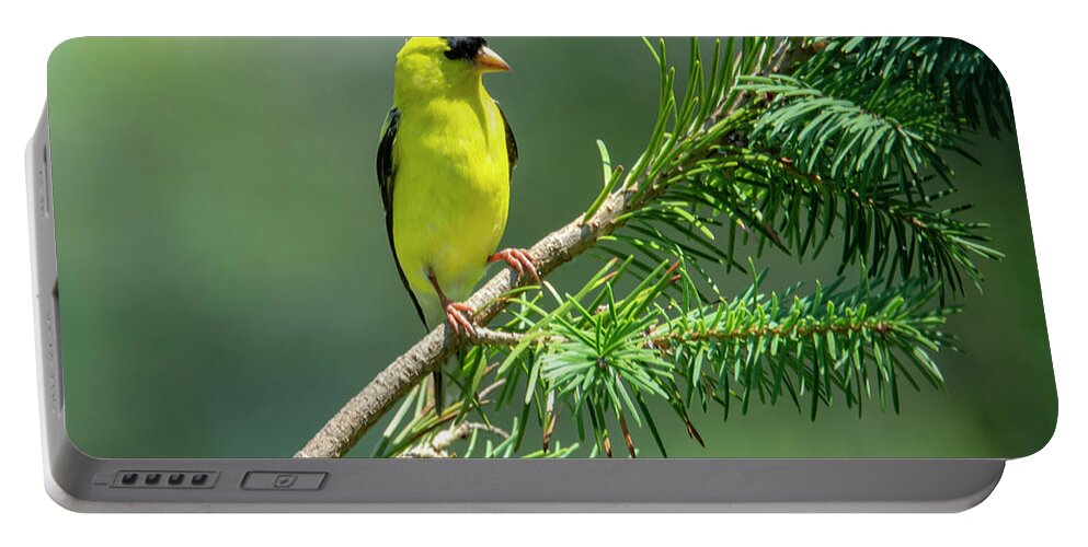 Bird Portable Battery Charger featuring the photograph American Goldfinch by Cathy Kovarik