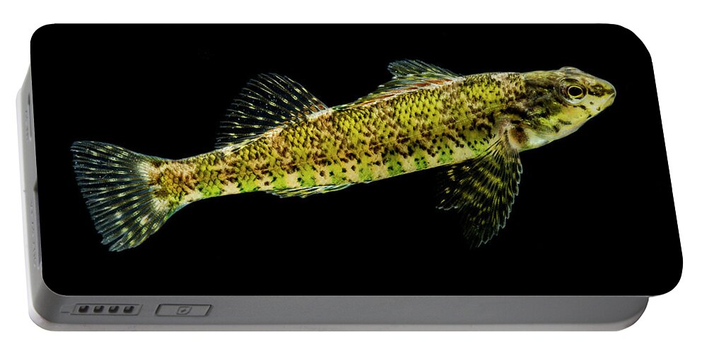 Animal Portable Battery Charger featuring the photograph Banded Darter Etheostoma Zonale #1 by Dante Fenolio