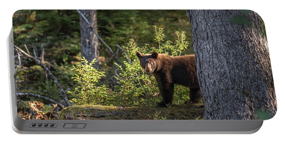 Bear Portable Battery Charger featuring the photograph Bear by David Kirby