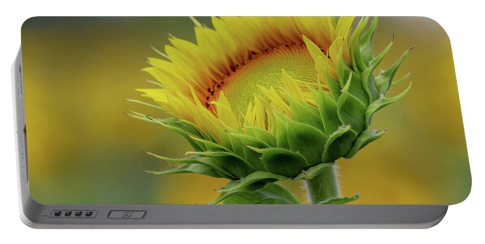 Sunflower Portable Battery Charger featuring the photograph Before Full Bloom by Mary Anne Delgado