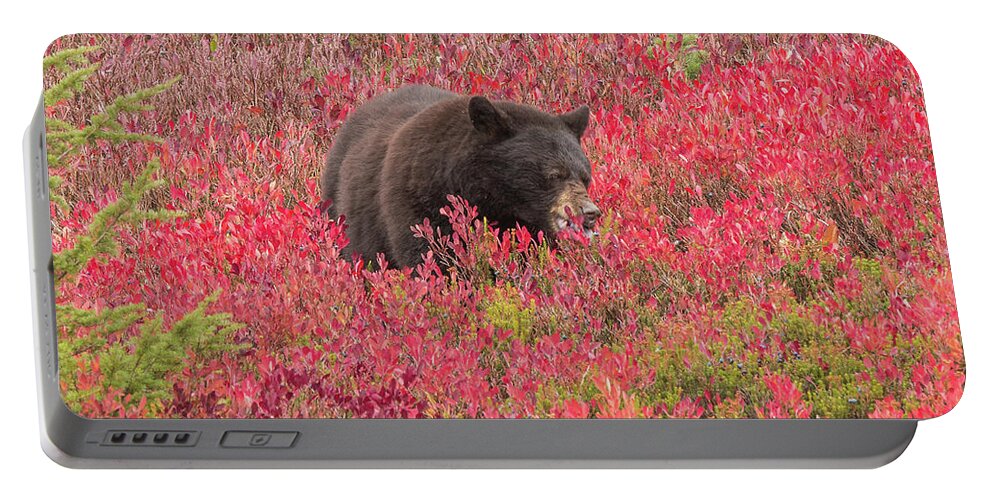 Black Bear Portable Battery Charger featuring the photograph Berries for the Bear by E Faithe Lester