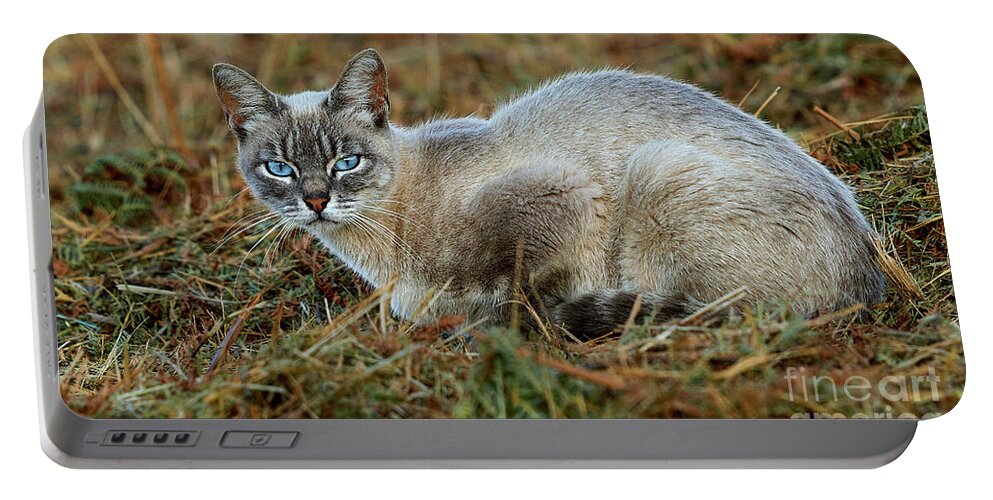 Striped Portable Battery Charger featuring the photograph Blue-eyed Cat Looking into Your Eyes #1 by Pablo Avanzini