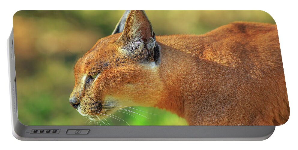 Caracal Portable Battery Charger featuring the photograph Caracal side view #1 by Benny Marty