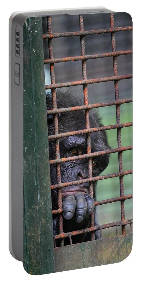 Gerry Ellis Portable Battery Charger featuring the photograph Chimpanzee At Limbe Wildlife Center #1 by Gerry Ellis