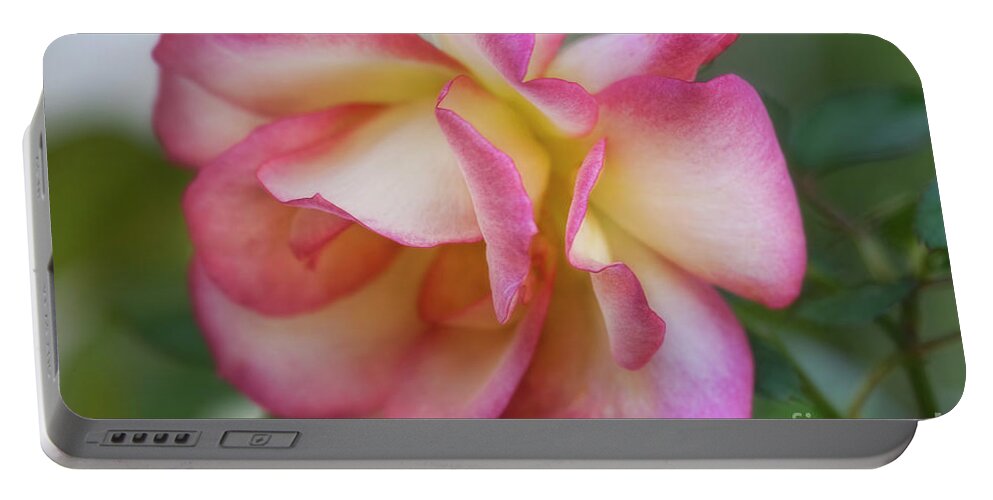 Flower Portable Battery Charger featuring the photograph Full Bloom #2 by Joan Bertucci