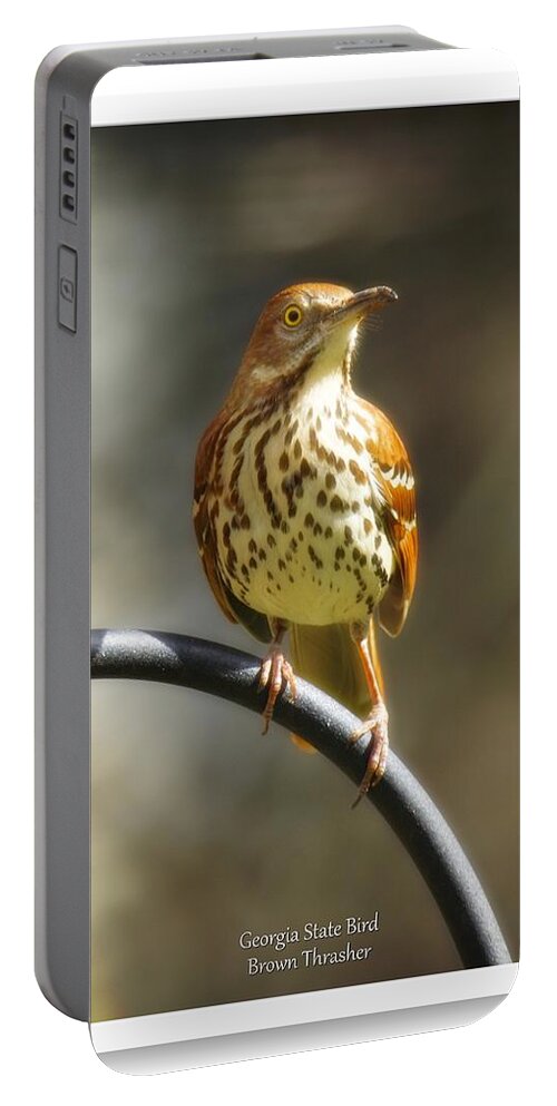 Brown Thrasher Portable Battery Charger featuring the photograph Georgia State Bird - Brown Thrasher #1 by Robert L Jackson