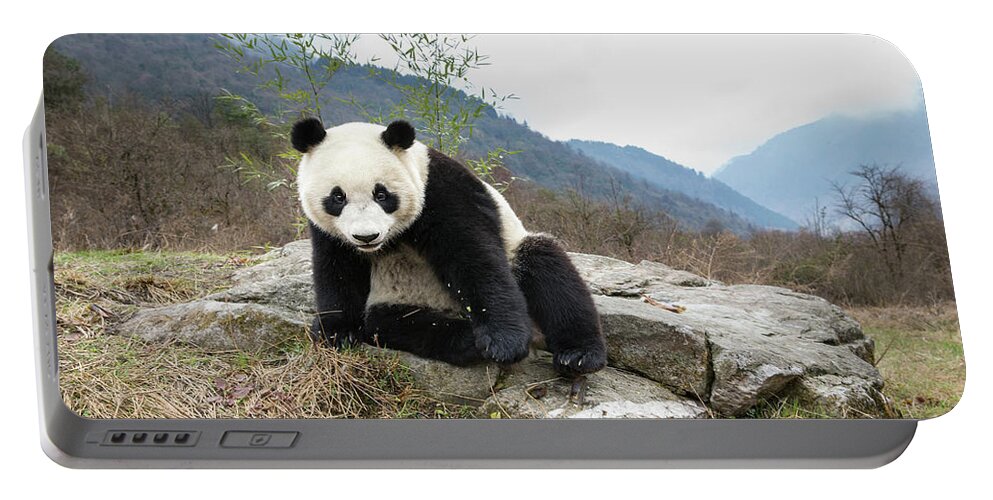 Suzi Eszterhas Portable Battery Charger featuring the photograph Giant Panda In Wolong #1 by Suzi Eszterhas