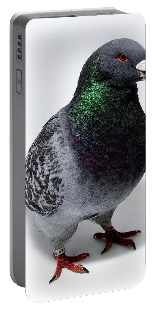 Pigeon Portable Battery Charger featuring the photograph Giant Show Homer #1 by Nathan Abbott