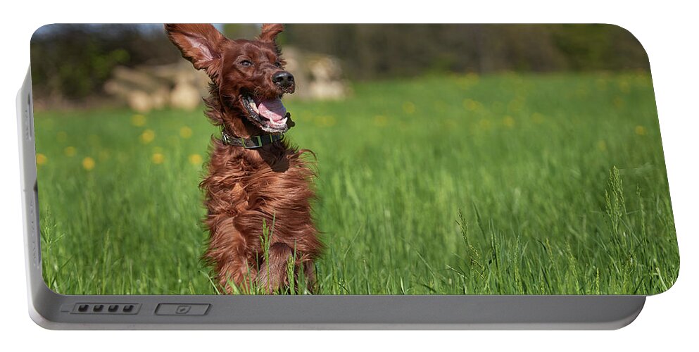 Dog Portable Battery Charger featuring the photograph Happy setter #1 by Robert Krajnc