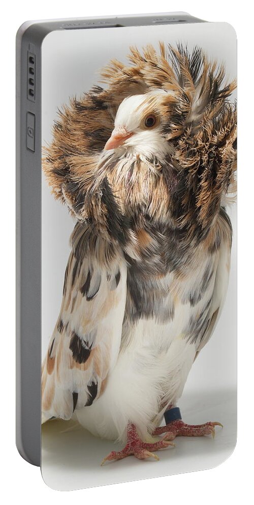 Bird Portable Battery Charger featuring the photograph Jacobin Pigeon #1 by Nathan Abbott
