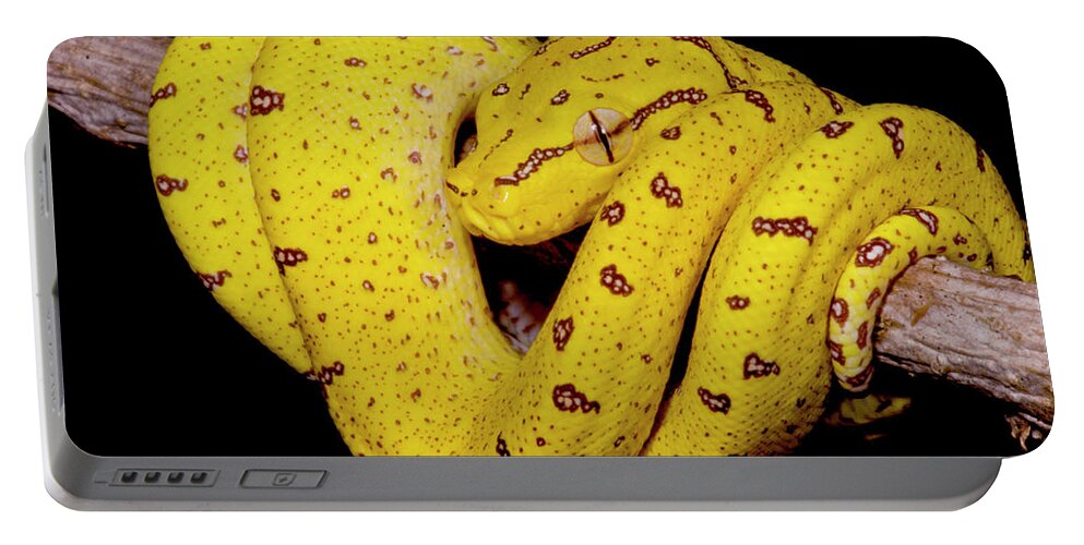 Animal Portable Battery Charger featuring the photograph Juvenile Green Tree Python Morelia #1 by Dante Fenolio