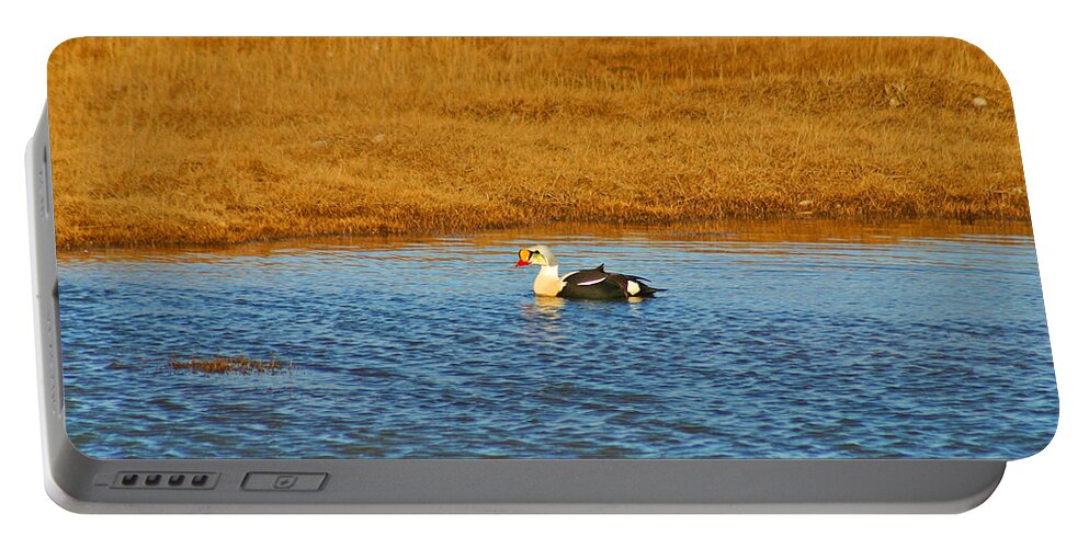 King Eider Portable Battery Charger featuring the photograph King Eider #2 by Anthony Jones