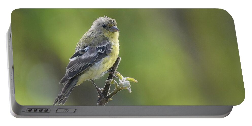 Lesser Goldfinch Portable Battery Charger featuring the photograph Lemon Lime #1 by Fraida Gutovich