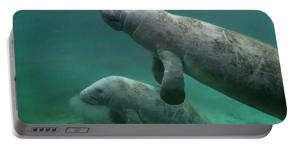 00544893 Portable Battery Charger featuring the photograph Manatee Mother And Calf, Crystal River, Florida #1 by Tim Fitzharris
