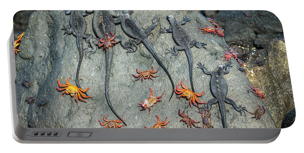 00577403 Portable Battery Charger featuring the photograph Marine Iguanas And Sally Lightfoot Crabs #2 by Tui De Roy