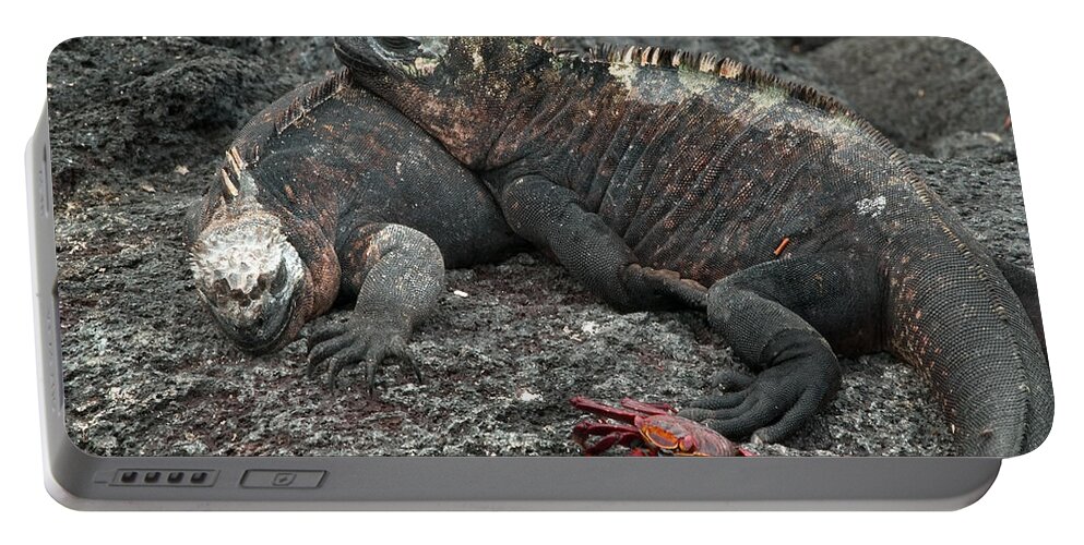 Amblyrhynchus Portable Battery Charger featuring the photograph Marine Iguanas #1 by Michael Lustbader