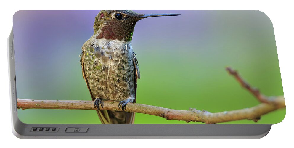 Animal Portable Battery Charger featuring the photograph Midsummer Night's Dream IV - Male Anna's Hummingbird by Briand Sanderson