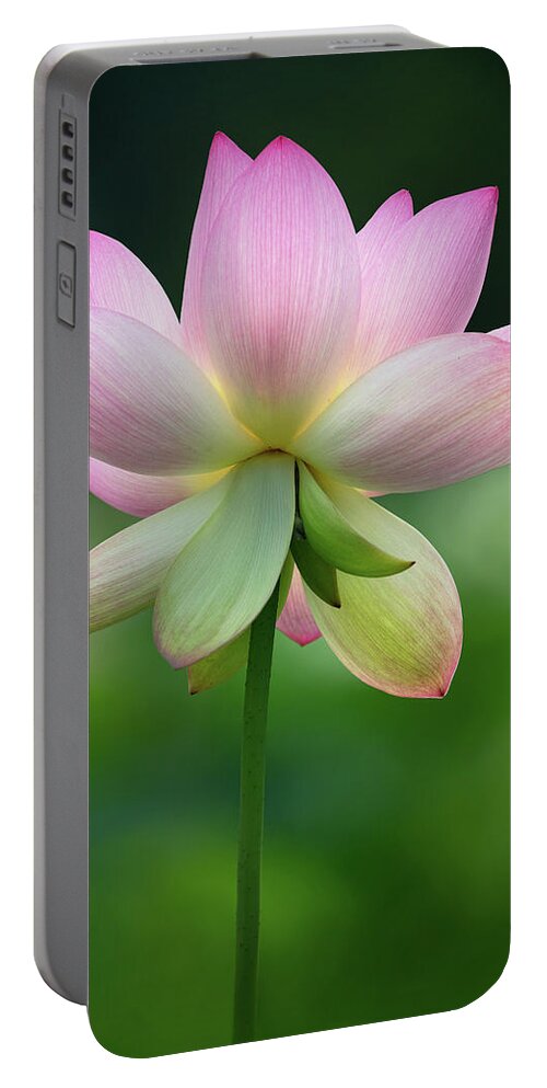 Flower Portable Battery Charger featuring the photograph Morning Glow by Art Cole