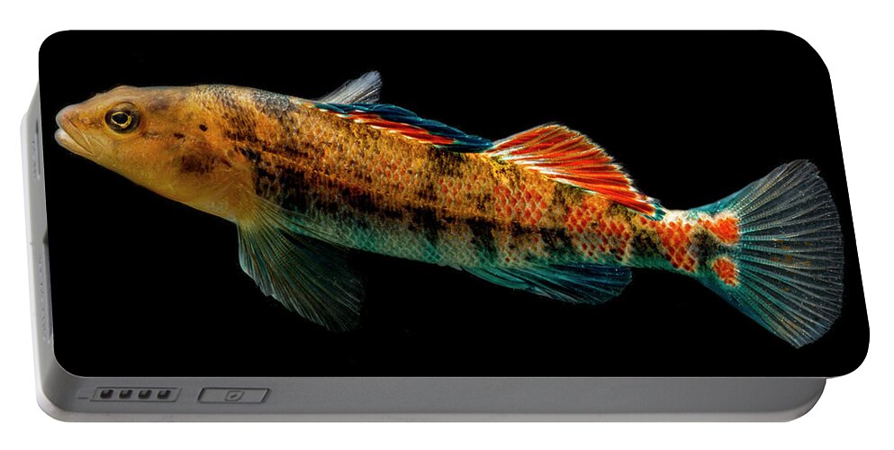 Animal Portable Battery Charger featuring the photograph Plateau Orange-throat Darter Etheostoma #1 by Dante Fenolio