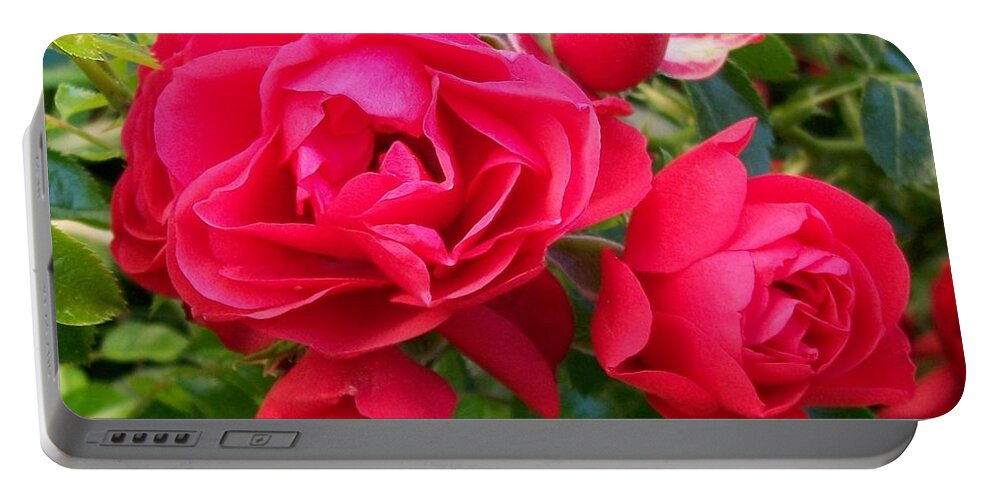 Valentine Portable Battery Charger featuring the photograph Rose is a Rose #1 by Sharon Duguay