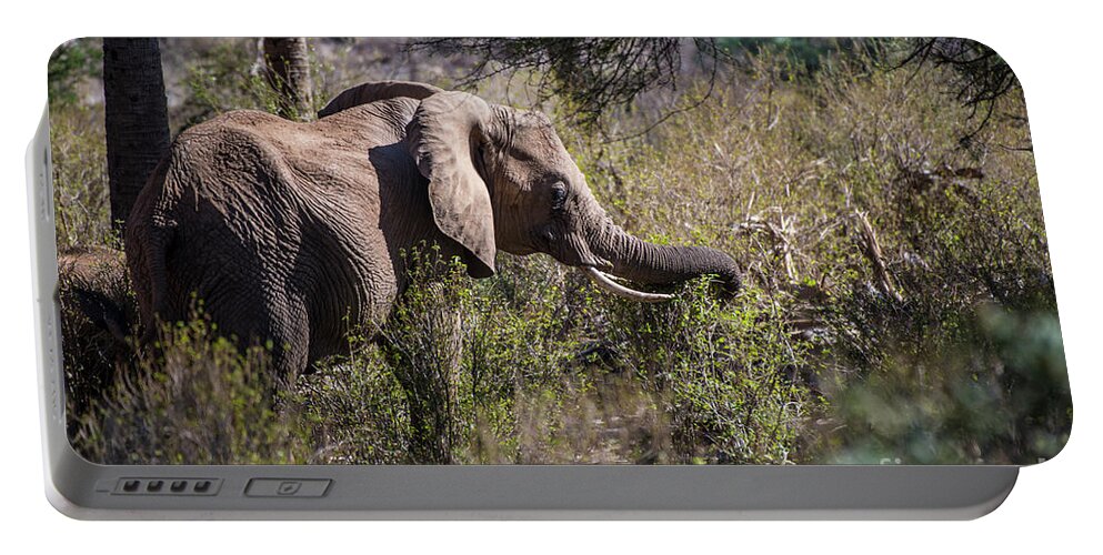 Africa Portable Battery Charger featuring the photograph Samburu Elephant #1 by Steve Somerville