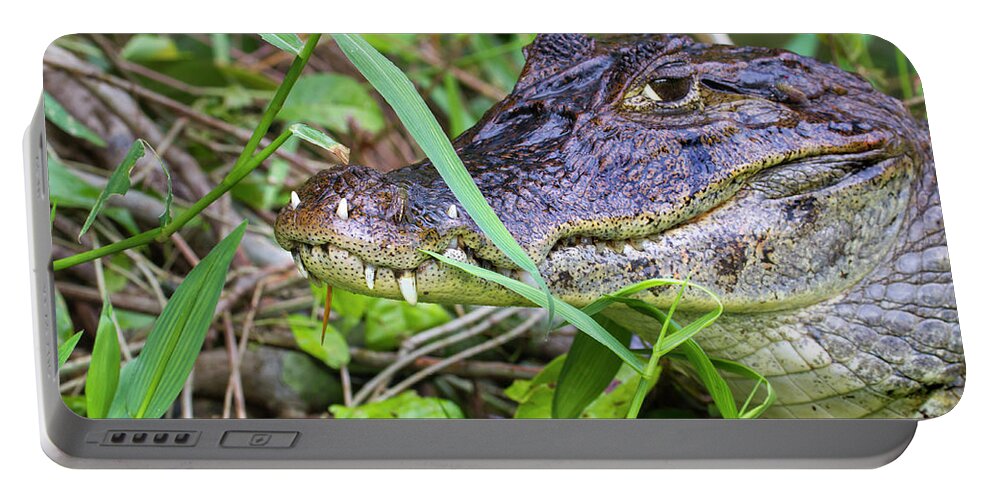 Alligatoridae Portable Battery Charger featuring the photograph Spectacled Caiman With Teeth In Lips #1 by Ivan Kuzmin