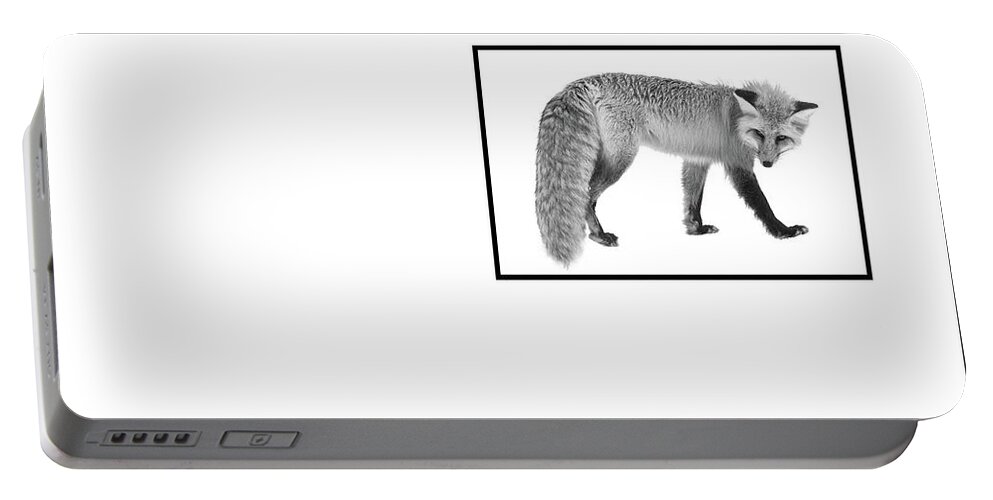 Fox Portable Battery Charger featuring the photograph The Silver Fox #2 by Andrea Kollo