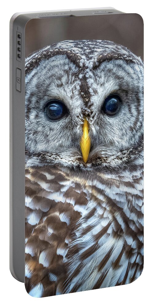 Owl Portable Battery Charger featuring the photograph Barred Owl #1 by Brad Bellisle