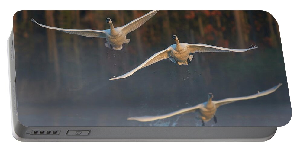 00557671 Portable Battery Charger featuring the photograph Trumpeter Swan Trio Flying, Magness Lake, Arkansas #1 by Tim Fitzharris