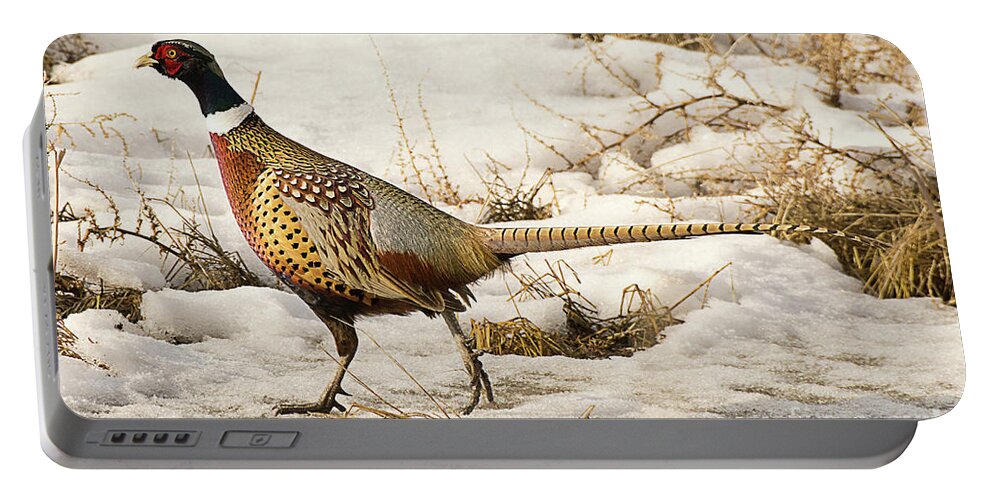 Bird Portable Battery Charger featuring the photograph Ring Necked Pheasant #17 by Dennis Hammer