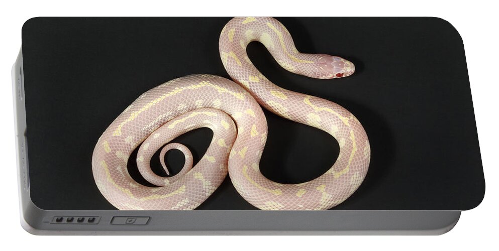 Albinic Portable Battery Charger featuring the photograph Albino California Kingsnake #2 by David Kenny