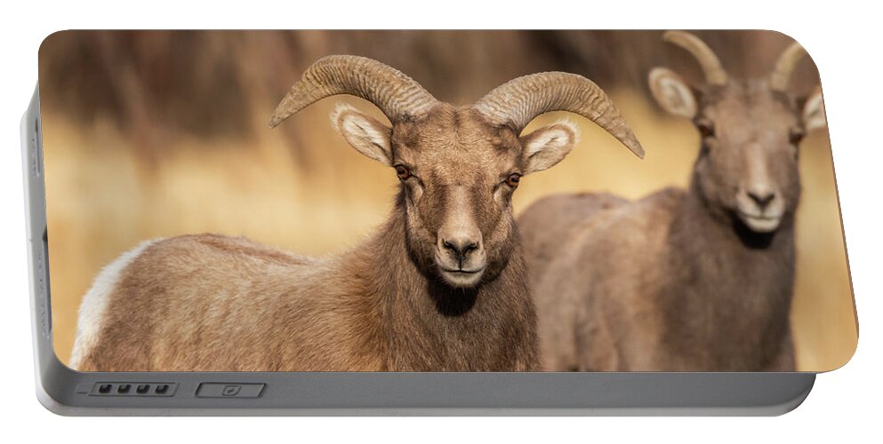 Big Horn Sheep Portable Battery Charger featuring the photograph Big Horn Sheep #2 by Brenda Jacobs
