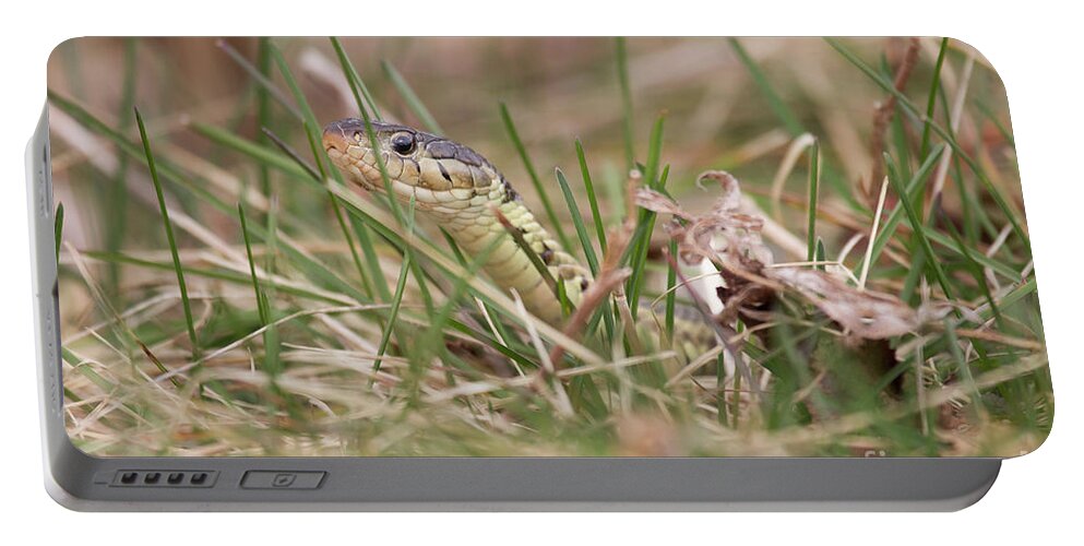 Thamnophis Sirtalis Sirtalis Portable Battery Charger featuring the photograph Garter Snake by Jeannette Hunt
