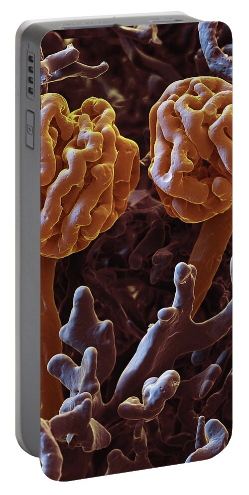 Capillary Portable Battery Charger featuring the photograph Glomeruli, Sem #2 by Oliver Meckes EYE OF SCIENCE