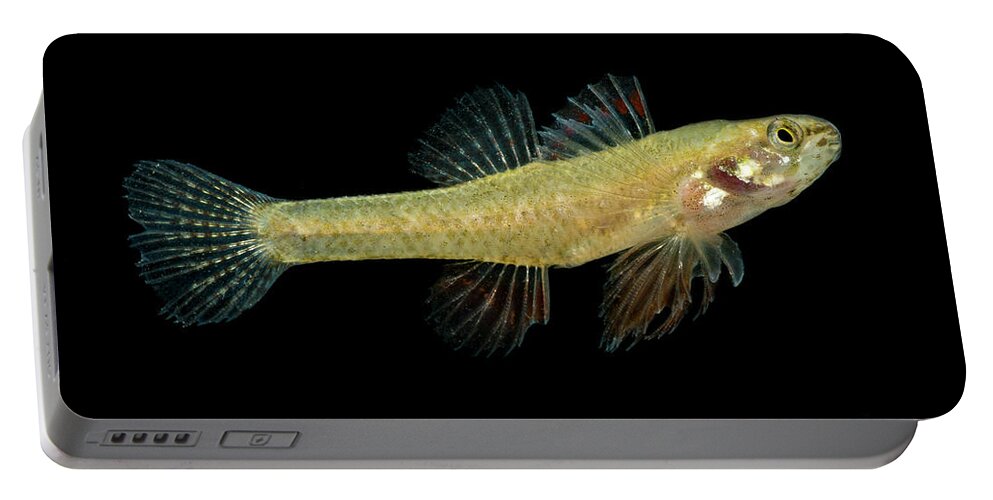 Animal Portable Battery Charger featuring the photograph Least Darter Etheostoma Microperca #2 by Dante Fenolio