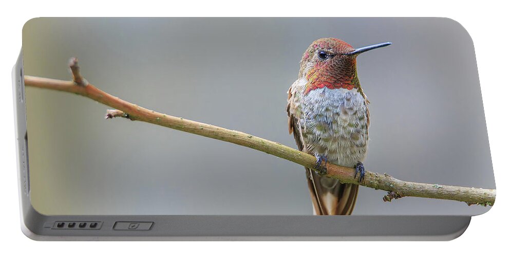 Animal Portable Battery Charger featuring the photograph Male Anna's Hummingbird by Briand Sanderson