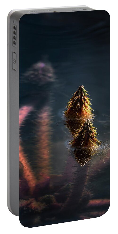 Water Lily Portable Battery Charger featuring the photograph On The Rise #2 by Robert Fawcett