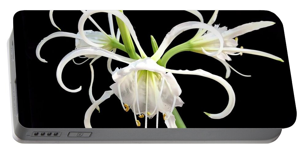 Flower Portable Battery Charger featuring the photograph Peruvian Daffodil #2 by Gini Moore