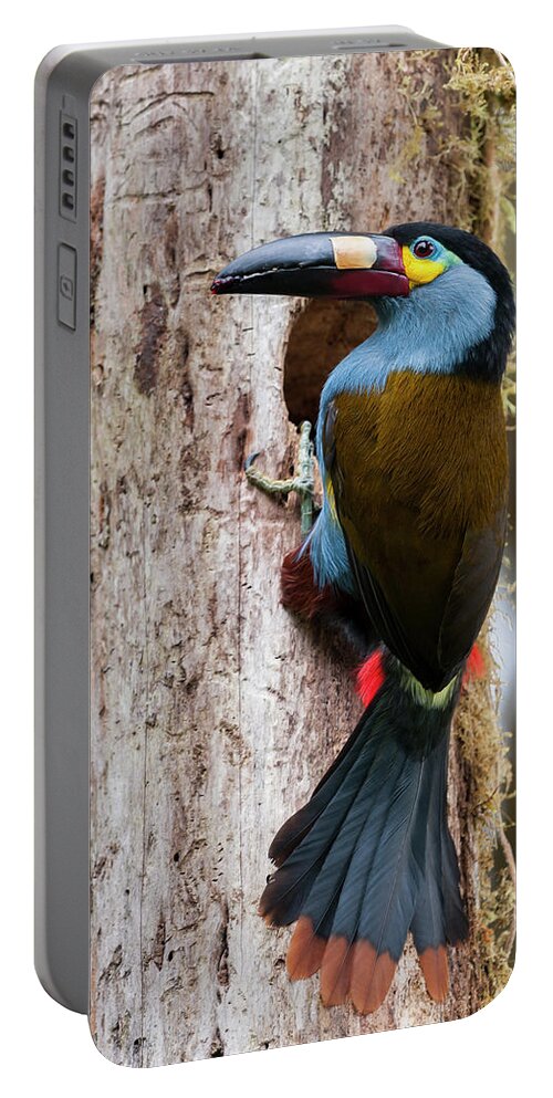 Animals Portable Battery Charger featuring the photograph Plate Billed Mountain Toucan At Nest #2 by Tui De Roy